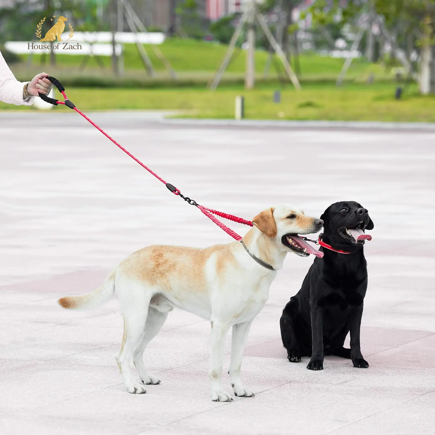 House of Zach Dual Dog Leash – 360° Tangle-Free Shock Absorbing Bungee Lead for Medium & Large Dogs