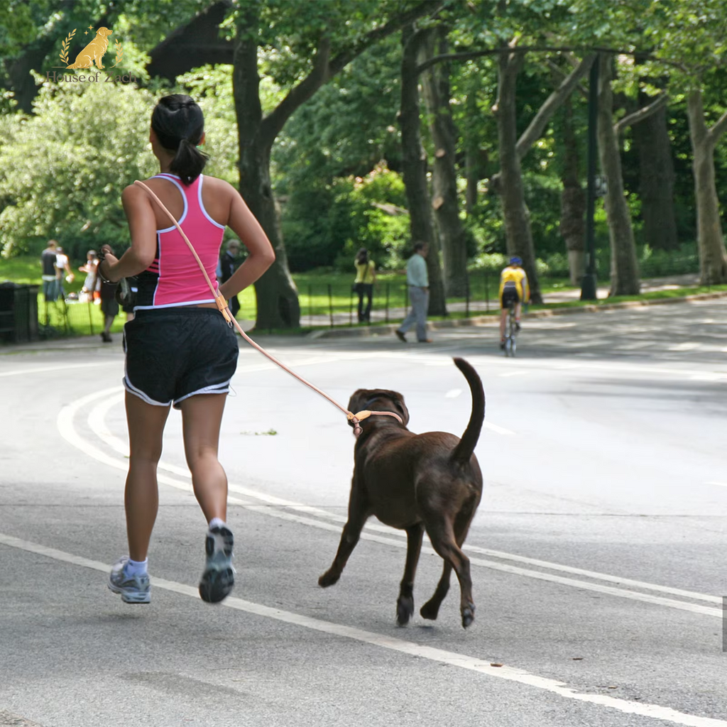 Premium Hands-Free Dog Leash – Adjustable Running & Walking Lead